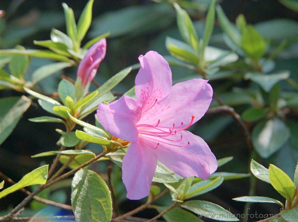 Tremezzo (Como, Italy) - Rododendrum flower in the park of Villa Carlotta